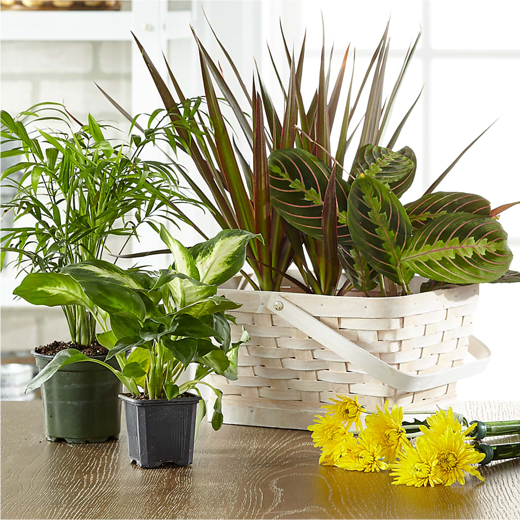 Florist Designed Blooming and Green Plants in a Basket – My Sisters Garden, Higginsville MO