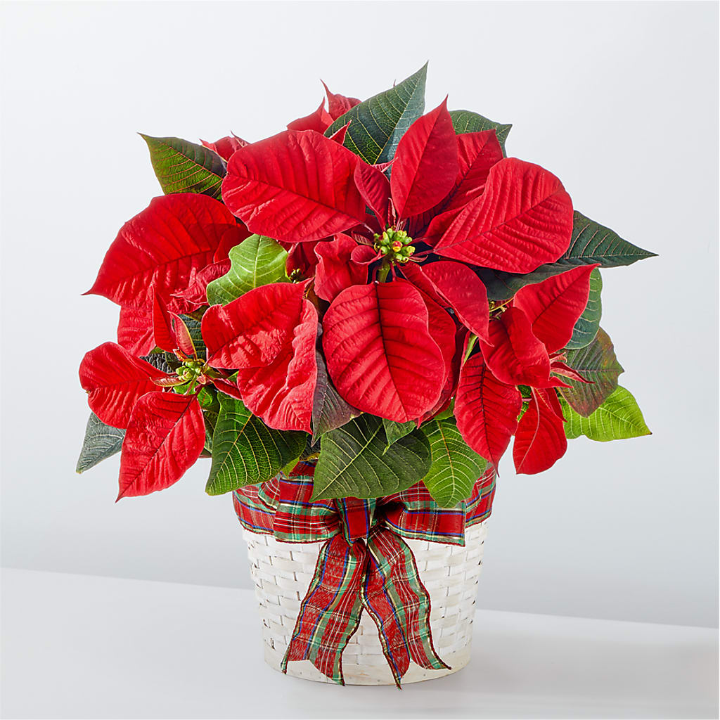 Happiest Holidays Poinsettia – My Sisters Garden, Higginsville MO