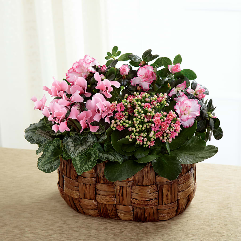Pink Assortment – My Sisters Garden, Higginsville MO