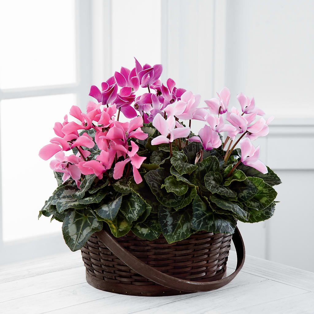 Mixed Cyclamen Planter – My Sisters Garden, Higginsville MO