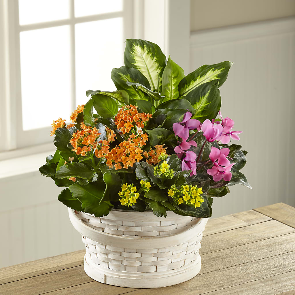 Color Crush Dishgarden – My Sisters Garden, Higginsville MO