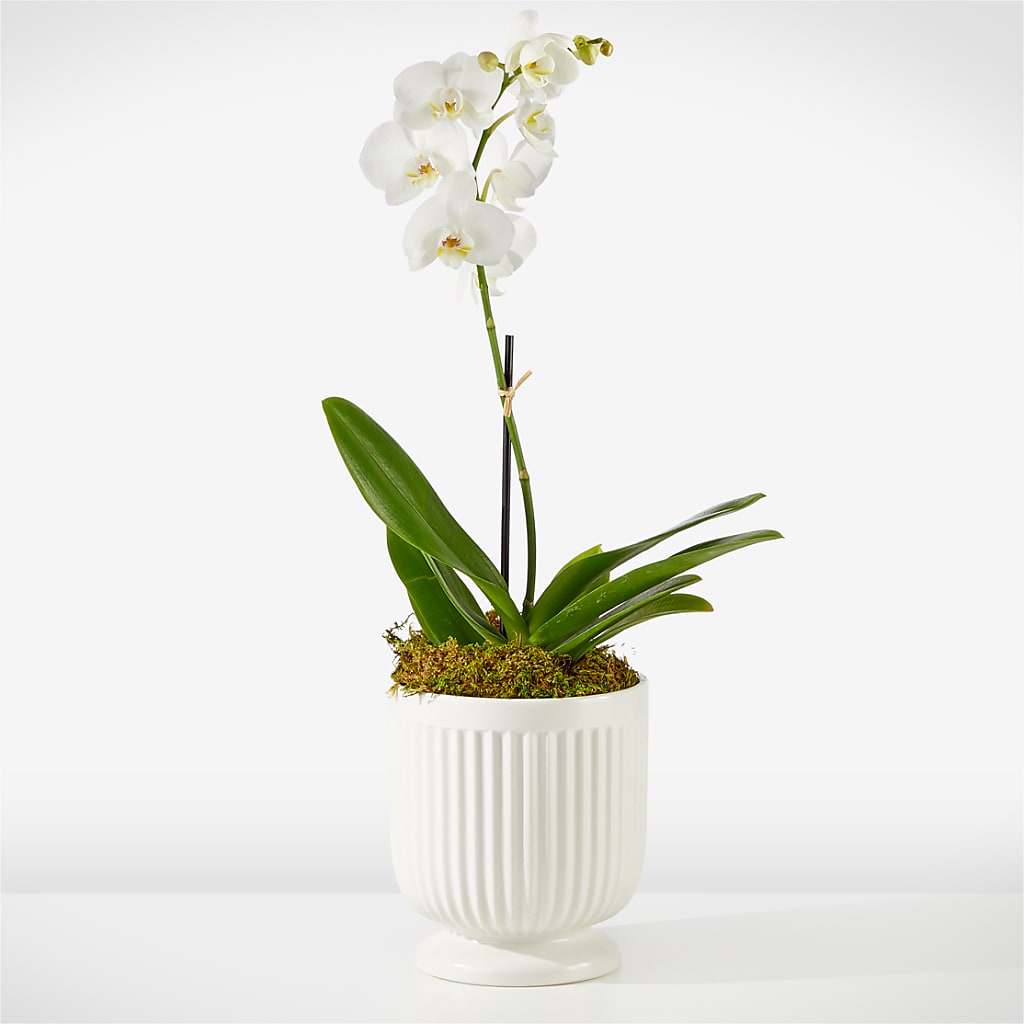 Whispering White Orchid – My Sisters Garden, Higginsville MO
