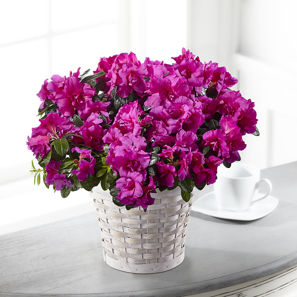 Hope & Serenity Azalea Plant – My Sisters Garden, Higginsville MO