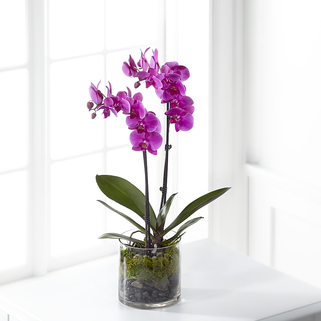 Pink Orchid Plant – My Sisters Garden, Higginsville MO