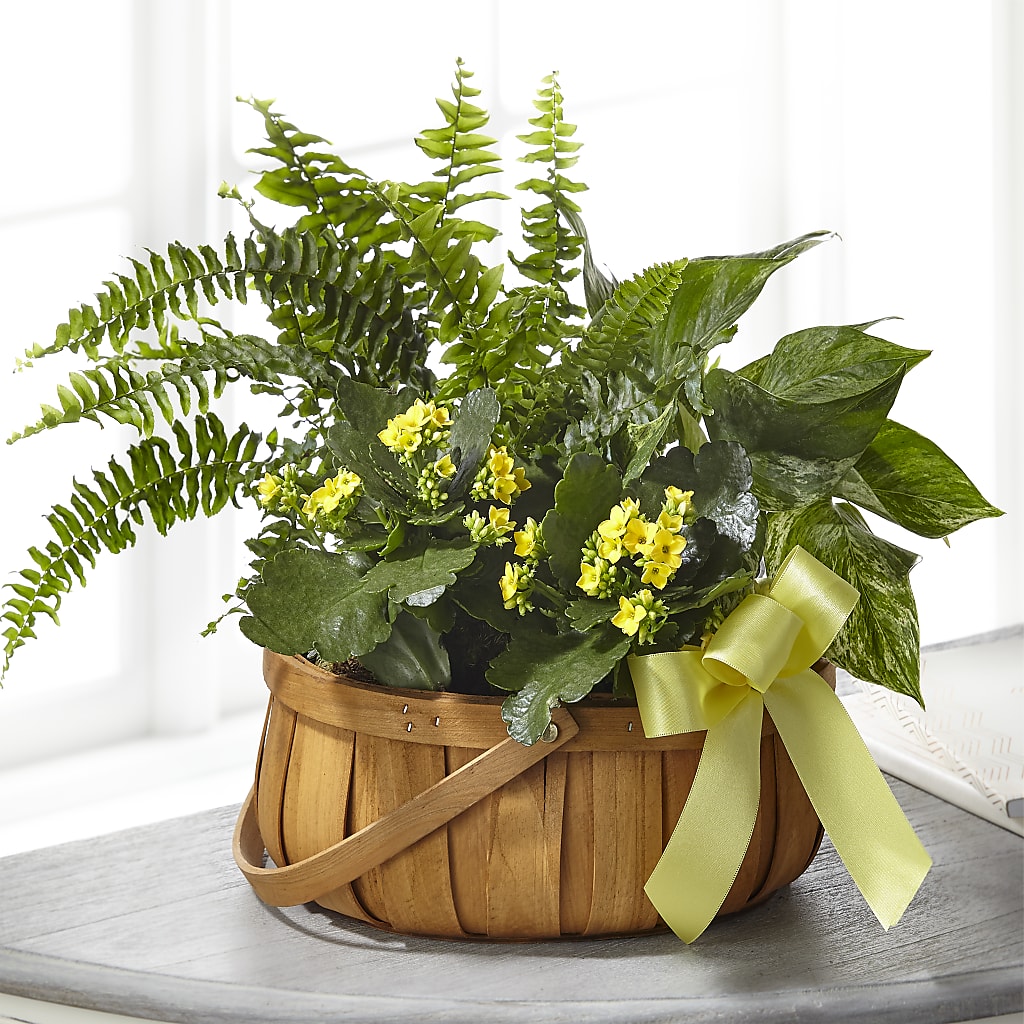 Always Dear Dishgarden – My Sisters Garden, Higginsville MO