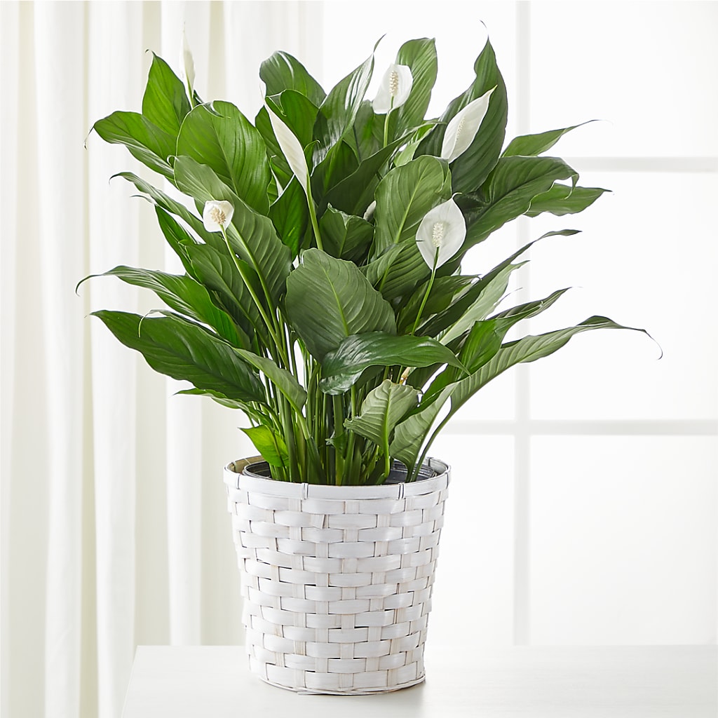 A New Leaf Peace Lily – My Sisters Garden, Higginsville MO