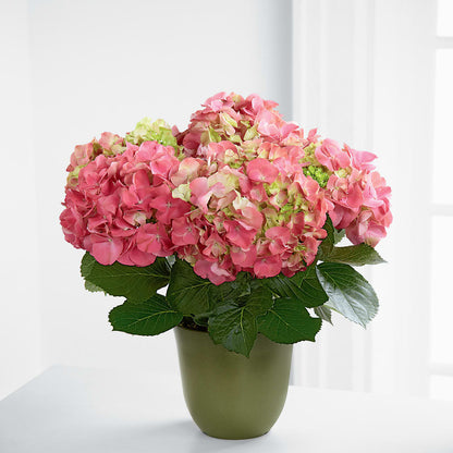 Pink Hydrangea Planter –  My Sisters Garden, Higginsville MO