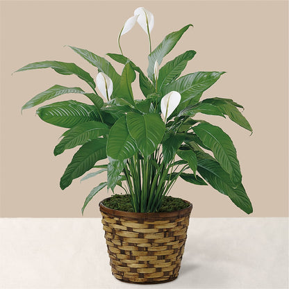 Tranquil Moments Peace Lily Plant –  My Sisters Garden, Higginsville MO