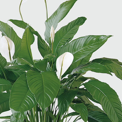 Tranquil Moments Peace Lily Plant –  My Sisters Garden, Higginsville MO
