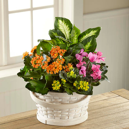 Color Crush Dishgarden –  My Sisters Garden, Higginsville MO